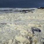 Beachgoers report falling ill as mysterious foam and dozens of dead fish wash ashore